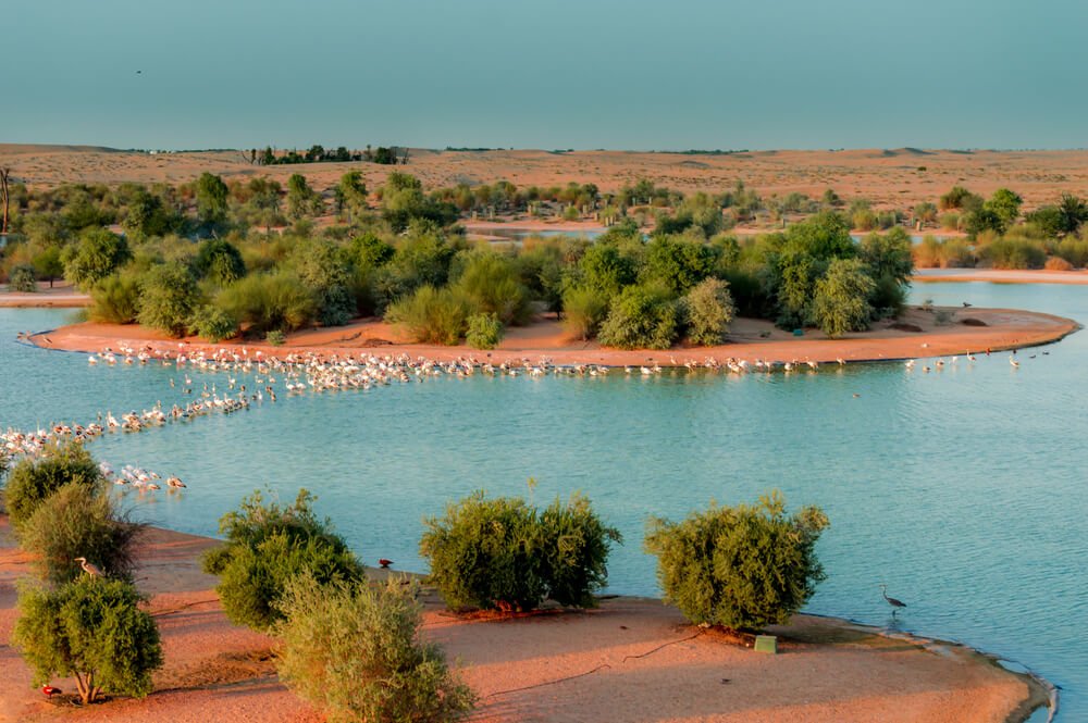 1. Al Qudra Desert (Al Marmoom Desert Conservation Reserve)
